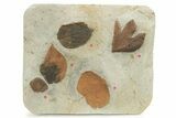 Wide Plate with Five Fossil Leaves (Four Species) - Montana #262356-1